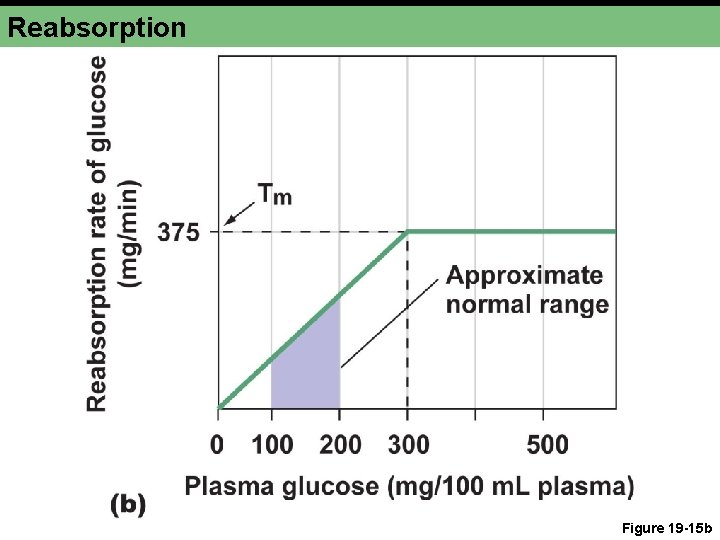 Reabsorption Figure 19 -15 b 