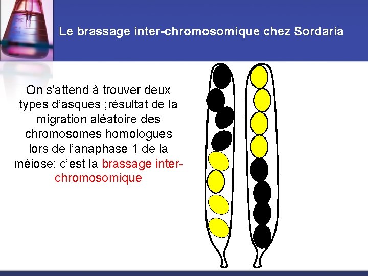 Mcanisme du brassage intrachromosomique chez un organisme haplode