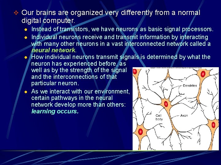 v Our brains are organized very differently from a normal digital computer. l l