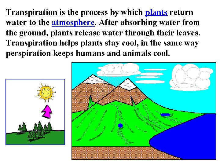 Transpiration is the process by which plants return water to the atmosphere. After absorbing