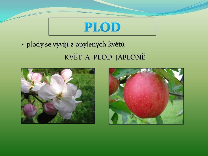 PLOD • plody se vyvíjí z opylených květů KVĚT A PLOD JABLONĚ 