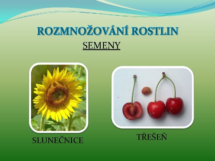 ROZMNOŽOVÁNÍ ROSTLIN SEMENY SLUNEČNICE TŘEŠEŇ 