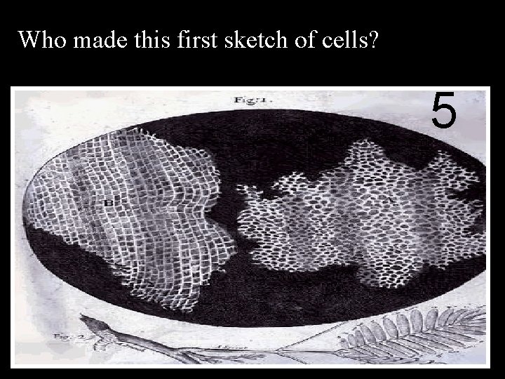 Who made this first sketch of cells? 5 