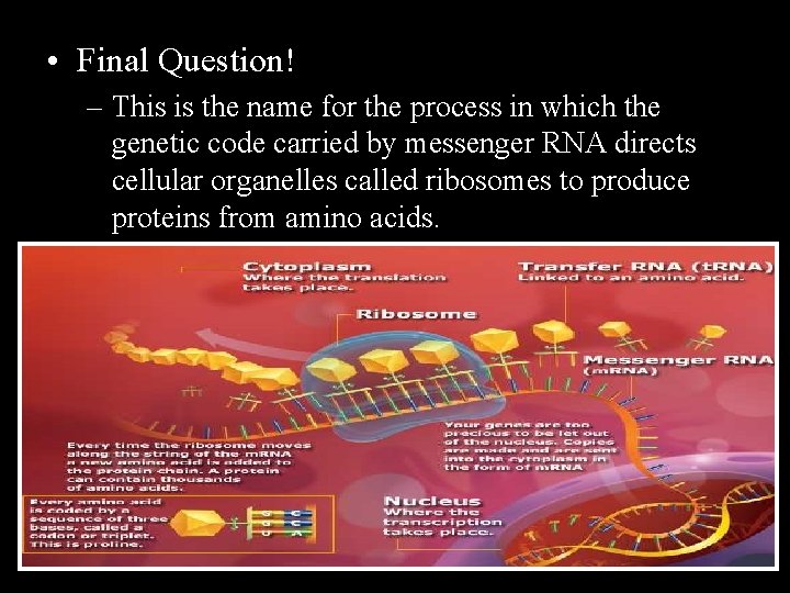  • Final Question! – This is the name for the process in which