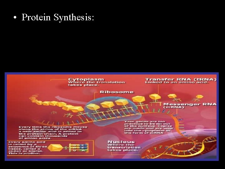  • Protein Synthesis: Copyright © 2010 Ryan P. Murphy 