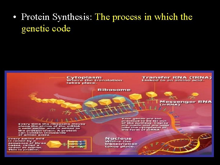  • Protein Synthesis: The process in which the genetic code Copyright © 2010