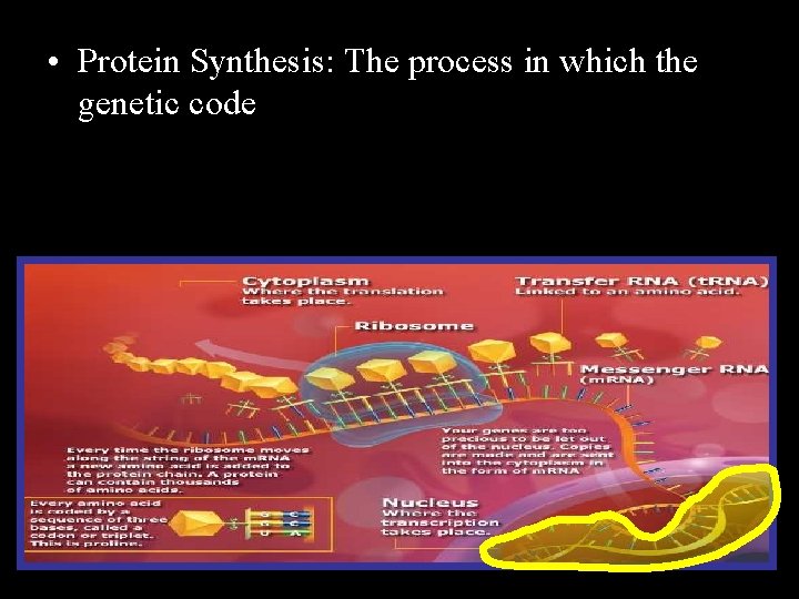  • Protein Synthesis: The process in which the genetic code Copyright © 2010