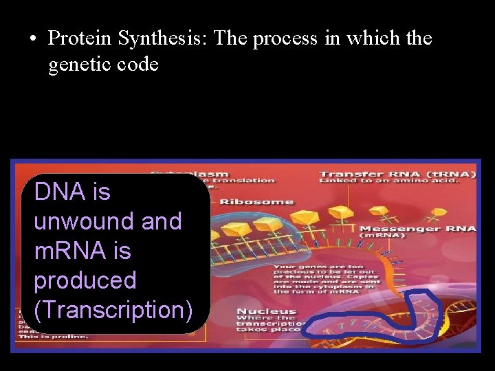  • Protein Synthesis: The process in which the genetic code DNA is unwound