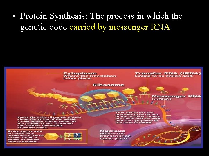  • Protein Synthesis: The process in which the genetic code carried by messenger