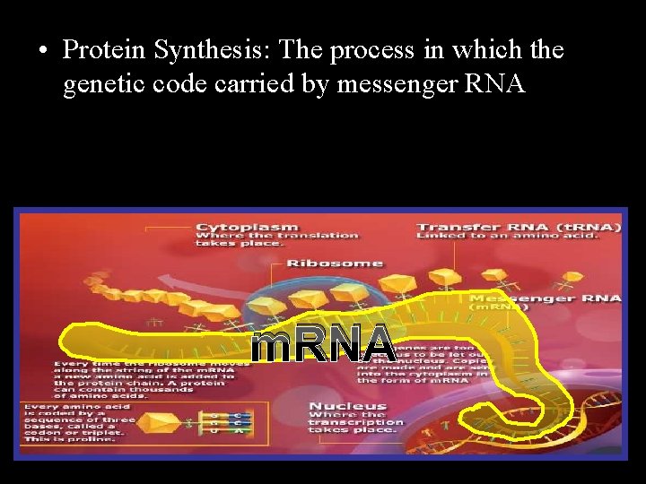  • Protein Synthesis: The process in which the genetic code carried by messenger