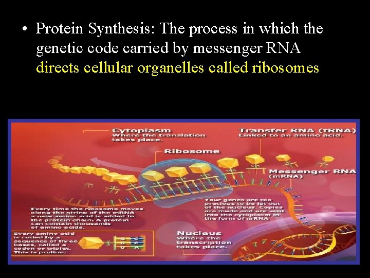  • Protein Synthesis: The process in which the genetic code carried by messenger