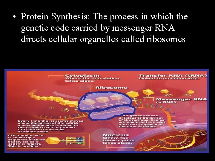  • Protein Synthesis: The process in which the genetic code carried by messenger