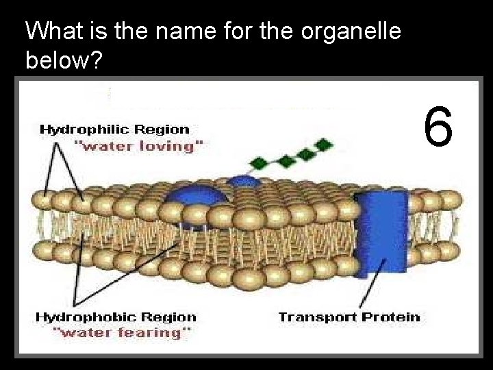 What is the name for the organelle below? 66 