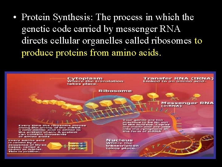  • Protein Synthesis: The process in which the genetic code carried by messenger
