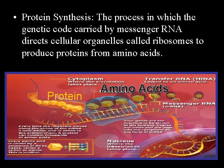  • Protein Synthesis: The process in which the genetic code carried by messenger