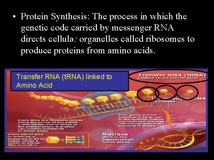  • Protein Synthesis: The process in which the genetic code carried by messenger
