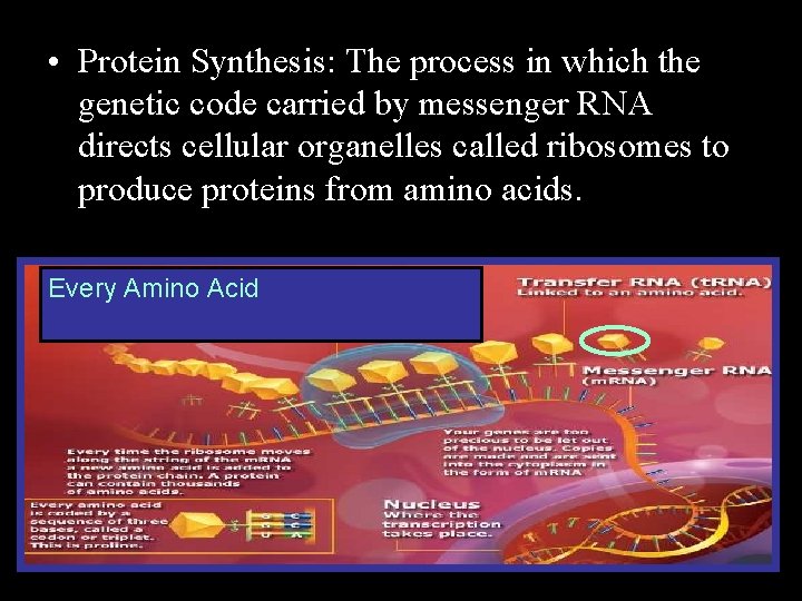  • Protein Synthesis: The process in which the genetic code carried by messenger