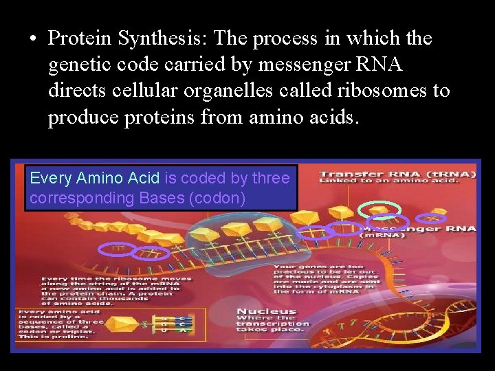  • Protein Synthesis: The process in which the genetic code carried by messenger