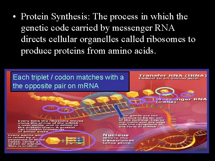  • Protein Synthesis: The process in which the genetic code carried by messenger