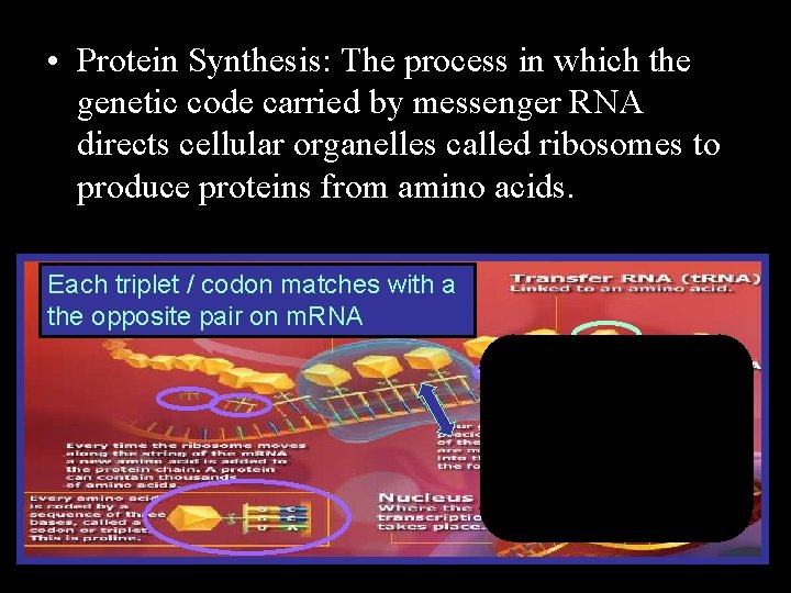  • Protein Synthesis: The process in which the genetic code carried by messenger
