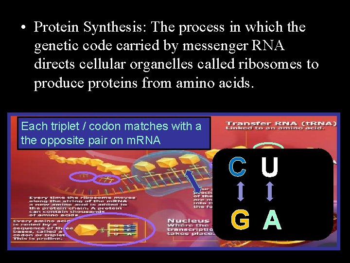  • Protein Synthesis: The process in which the genetic code carried by messenger