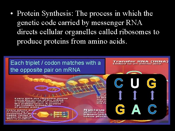  • Protein Synthesis: The process in which the genetic code carried by messenger