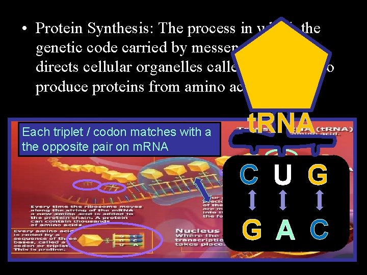  • Protein Synthesis: The process in which the genetic code carried by messenger