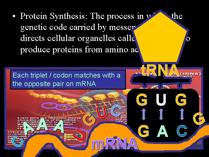  • Protein Synthesis: The process in which the genetic code carried by messenger