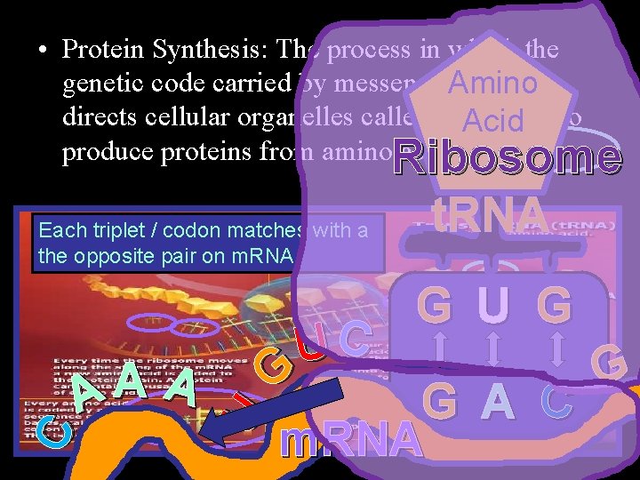  • Protein Synthesis: The process in which the genetic code carried by messenger.