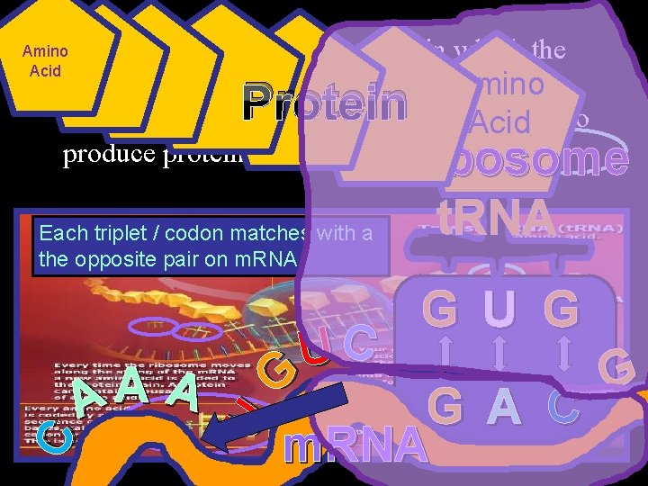  • Protein Synthesis: The process in which the genetic code carried by messenger.