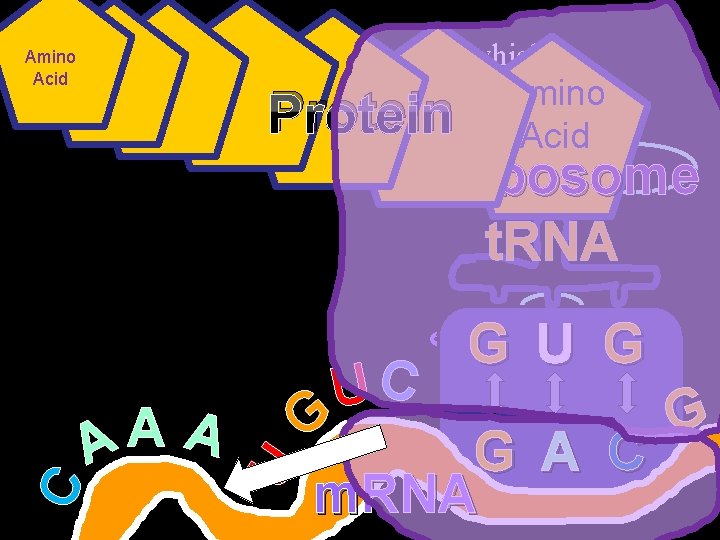 • Amino Protein Synthesis: The process in which Acid Amino Acid Protein Ribosome