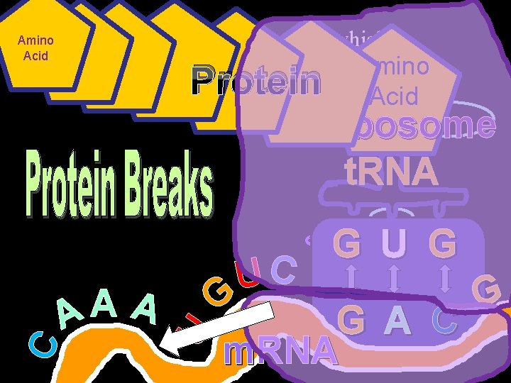  • Amino Protein Synthesis: The process in which Acid Amino Acid Protein Ribosome