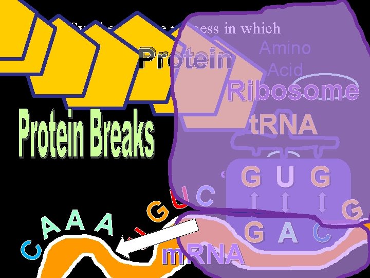  • Protein Synthesis: The process in which Amino Acid Protein Ribosome t. RNA