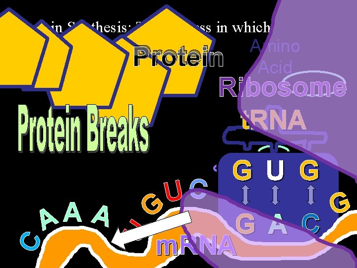  • Protein Synthesis: The process in which Amino Acid Protein Ribosome t. RNA