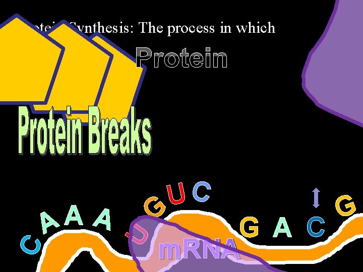  • Protein Synthesis: The process in which A A A U C Protein