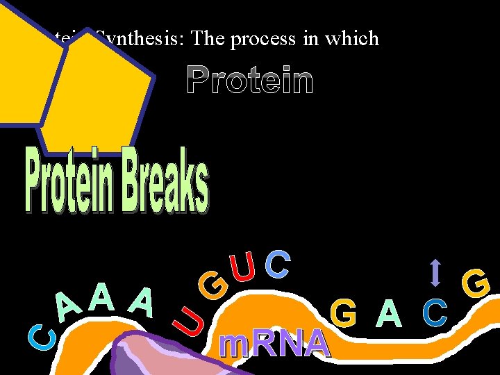  • Protein Synthesis: The process in which A A A U C Protein