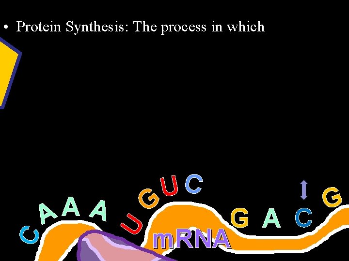 A A A U C • Protein Synthesis: The process in which UC G