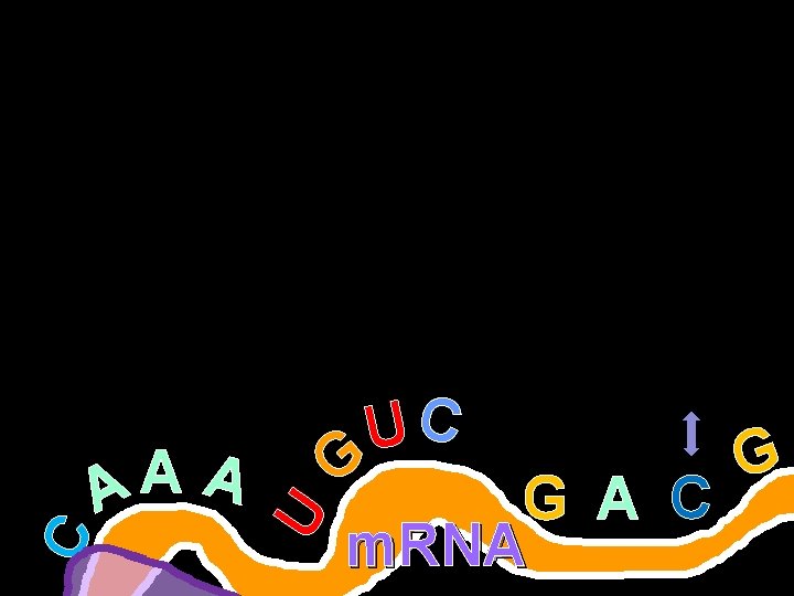 U C A A A UC G G G A C m. RNA Copyright