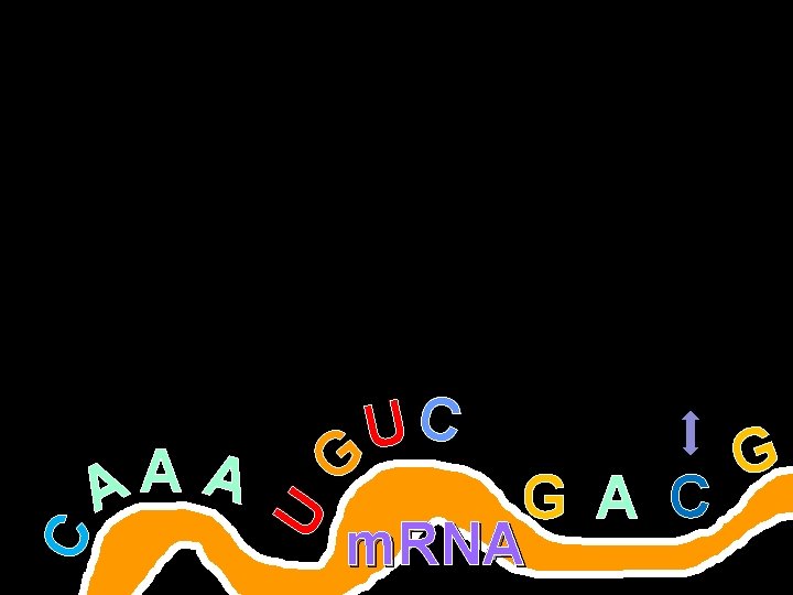 U C A A A UC G G G A C m. RNA Copyright