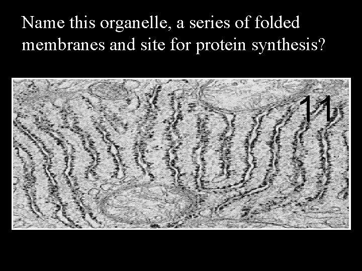 Name this organelle, a series of folded membranes and site for protein synthesis? 11