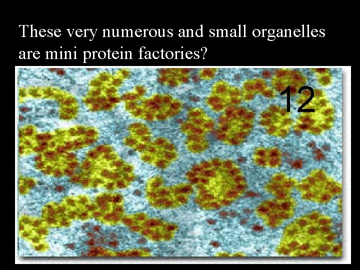 These very numerous and small organelles are mini protein factories? 12 