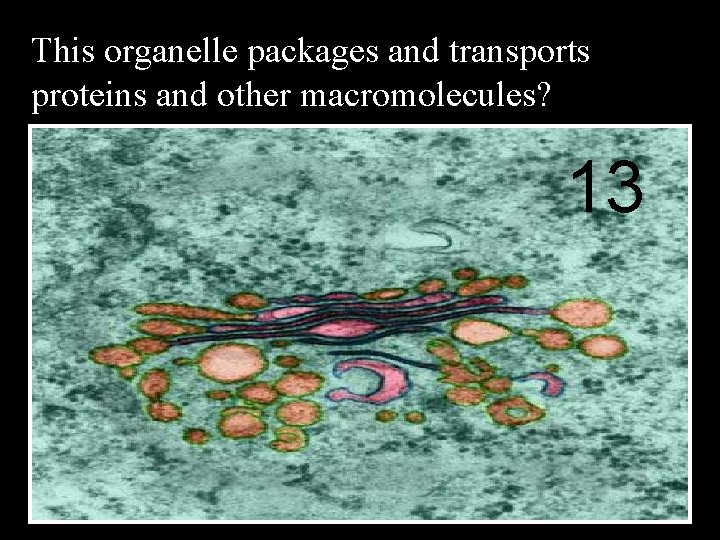 This organelle packages and transports proteins and other macromolecules? 13 