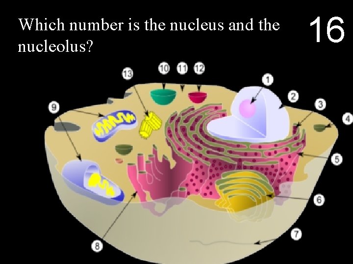 Which number is the nucleus and the nucleolus? 16 