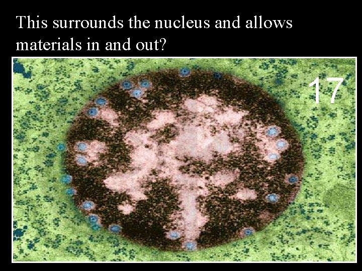 This surrounds the nucleus and allows materials in and out? 17 