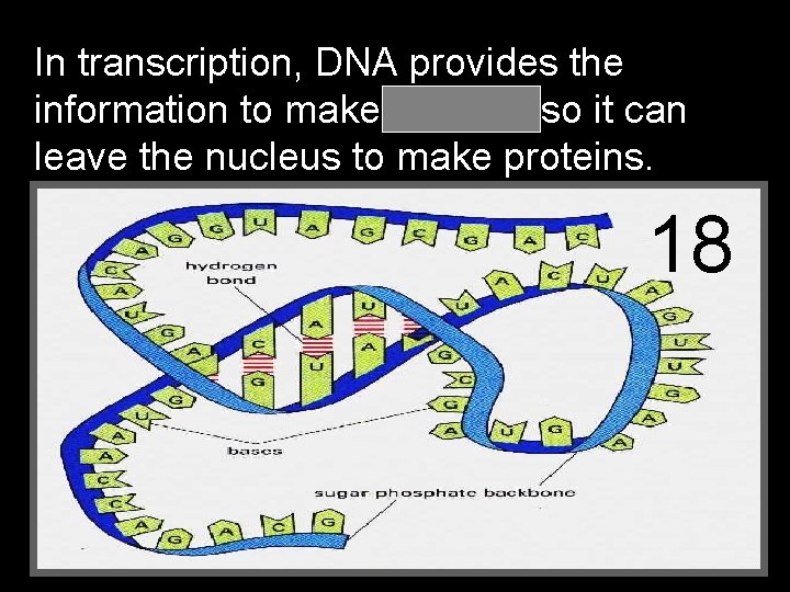 In transcription, DNA provides the information to make RNA so it can leave the