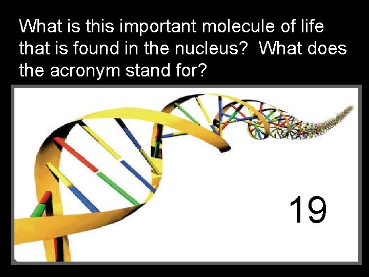 What is this important molecule of life that is found in the nucleus? What