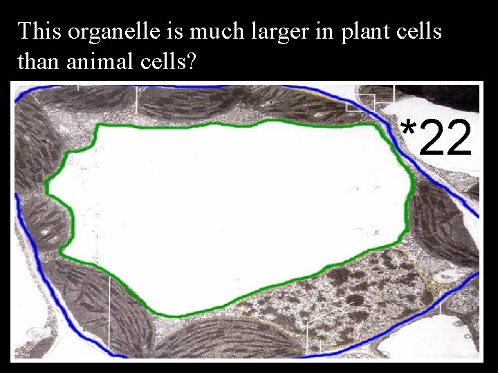 This organelle is much larger in plant cells than animal cells? *22 