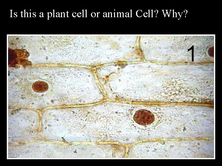 Is this a plant cell or animal Cell? Why? 1 
