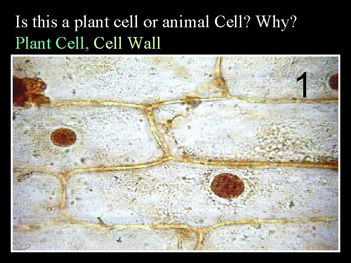 Is this a plant cell or animal Cell? Why? Plant Cell, Cell Wall 1