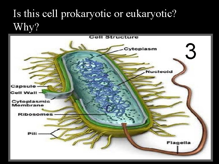 Is this cell prokaryotic or eukaryotic? Why? 3 